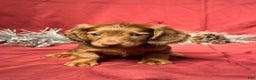 Miniature Dachshund dogs for sale: Theo - Ad 1