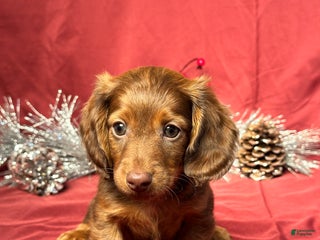 Miniature Dachshund dogs Theo - Ad 13