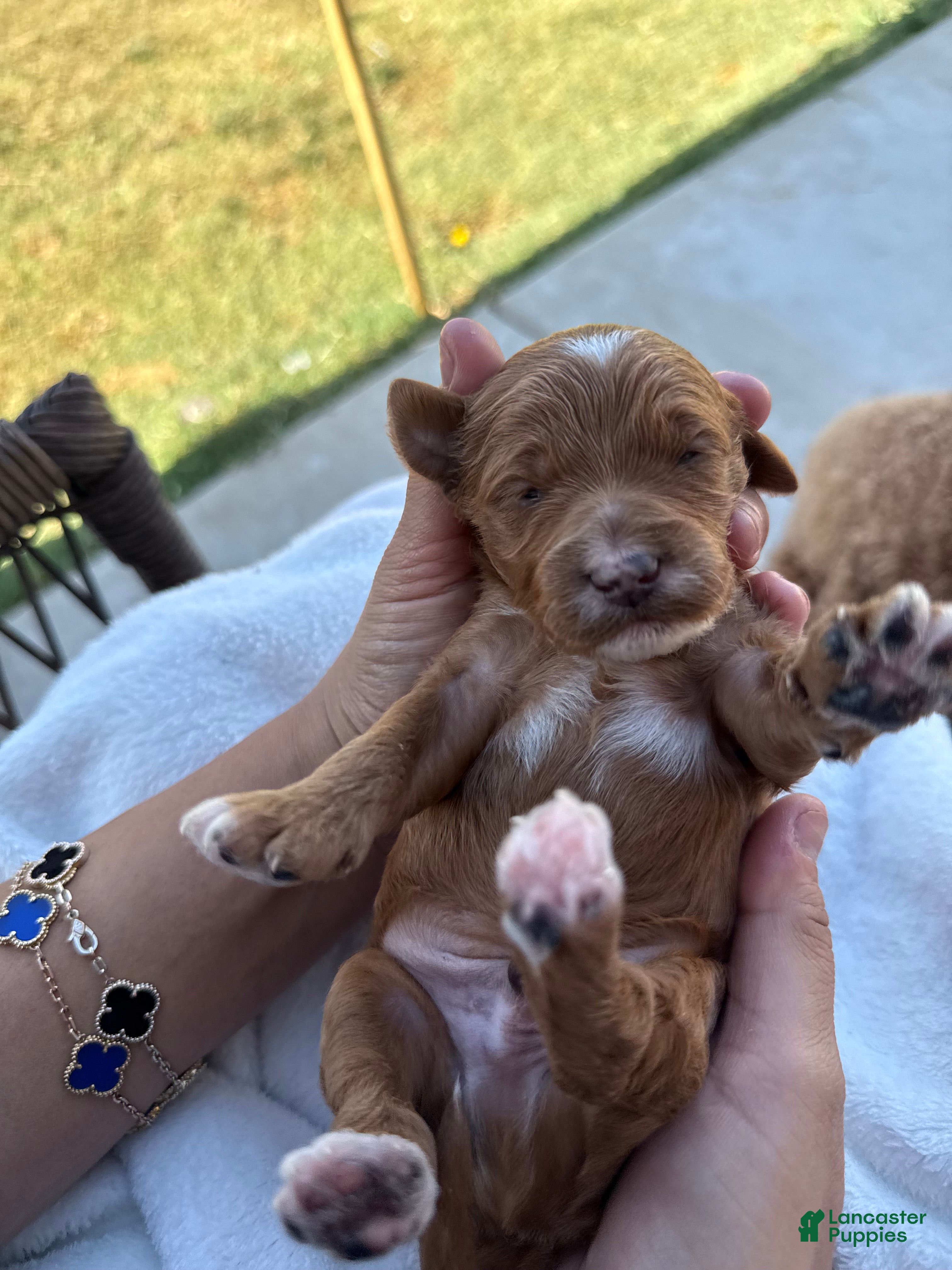 Mini Goldendoodle dogs Mini Goldendoodle Puppy 3 - Ad 9