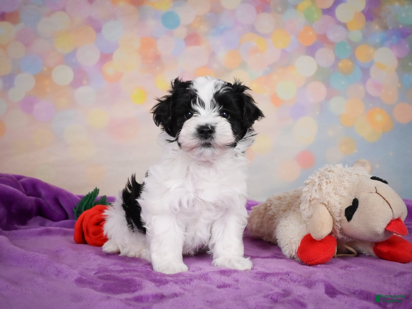 Maltipoo dogs for sale: Tyler - Ad 1