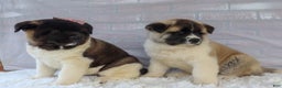 Akita dogs for sale: Trevor - Ad 42