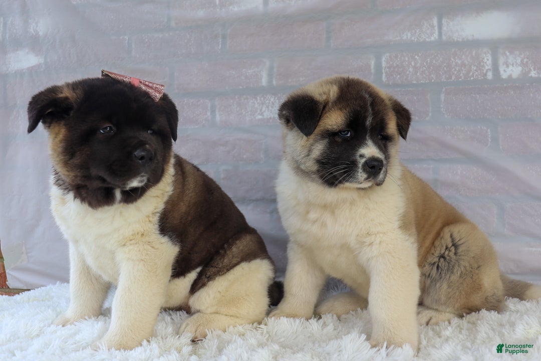 Akita dogs for sale: Trevor - Ad 42
