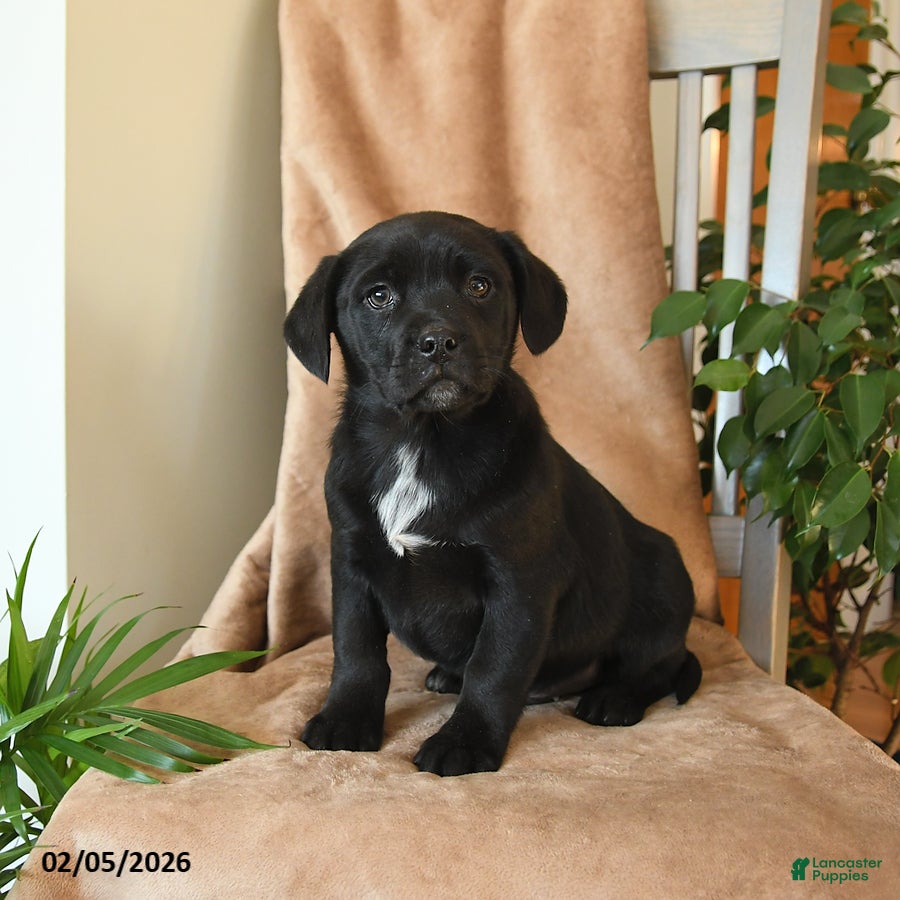 Mixed Breed dogs Leo - Ad 2