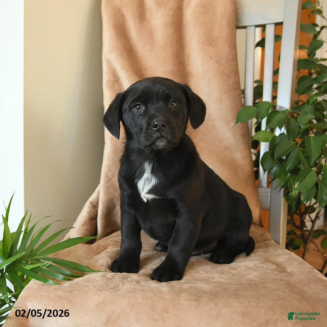 Mixed Breed dogs for sale: Leo - Ad 2