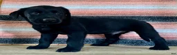 Labrador Retriever dogs for sale: Ricky  - Ad 4