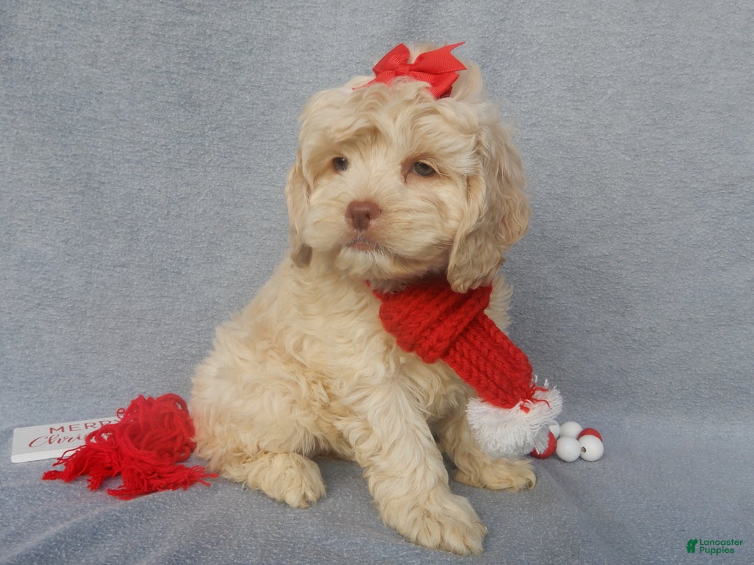 Cockapoo dogs for sale: Alice - Ad 4