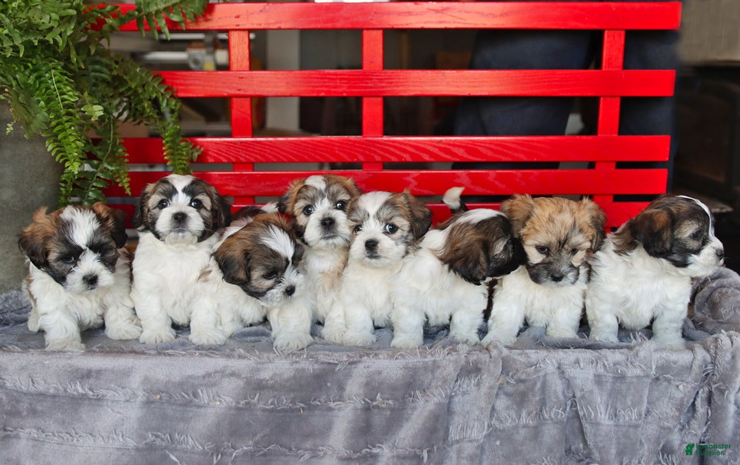 Teddy Bear dogs for sale: Tori - Ad 3