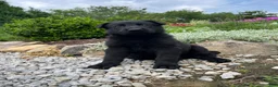 German Shepherd dogs for sale: Louie - Ad 4