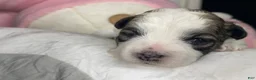 Shihpoo dogs for sale: Shihpoo 6 - Ad 3