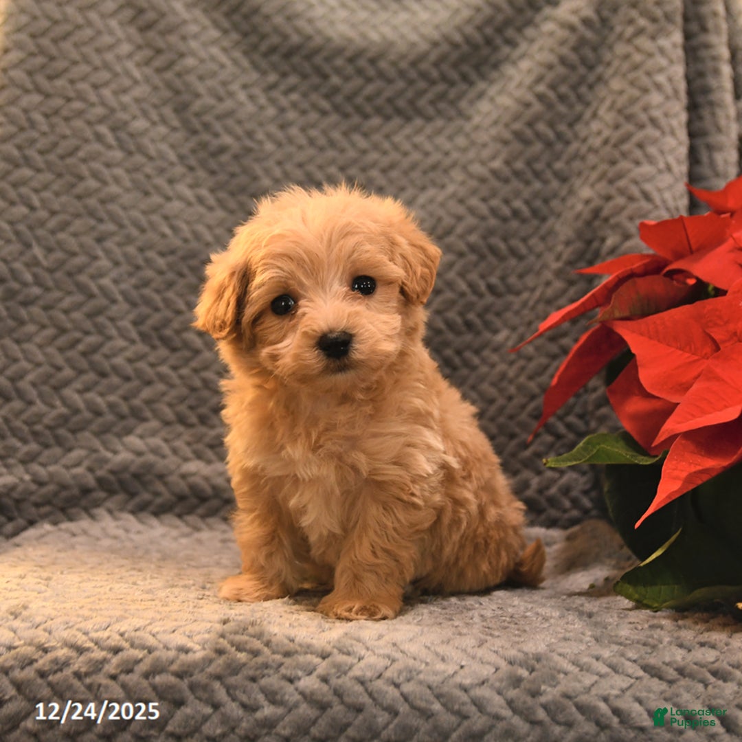 Maltipoo dogs for sale: Taffy - Ad 3