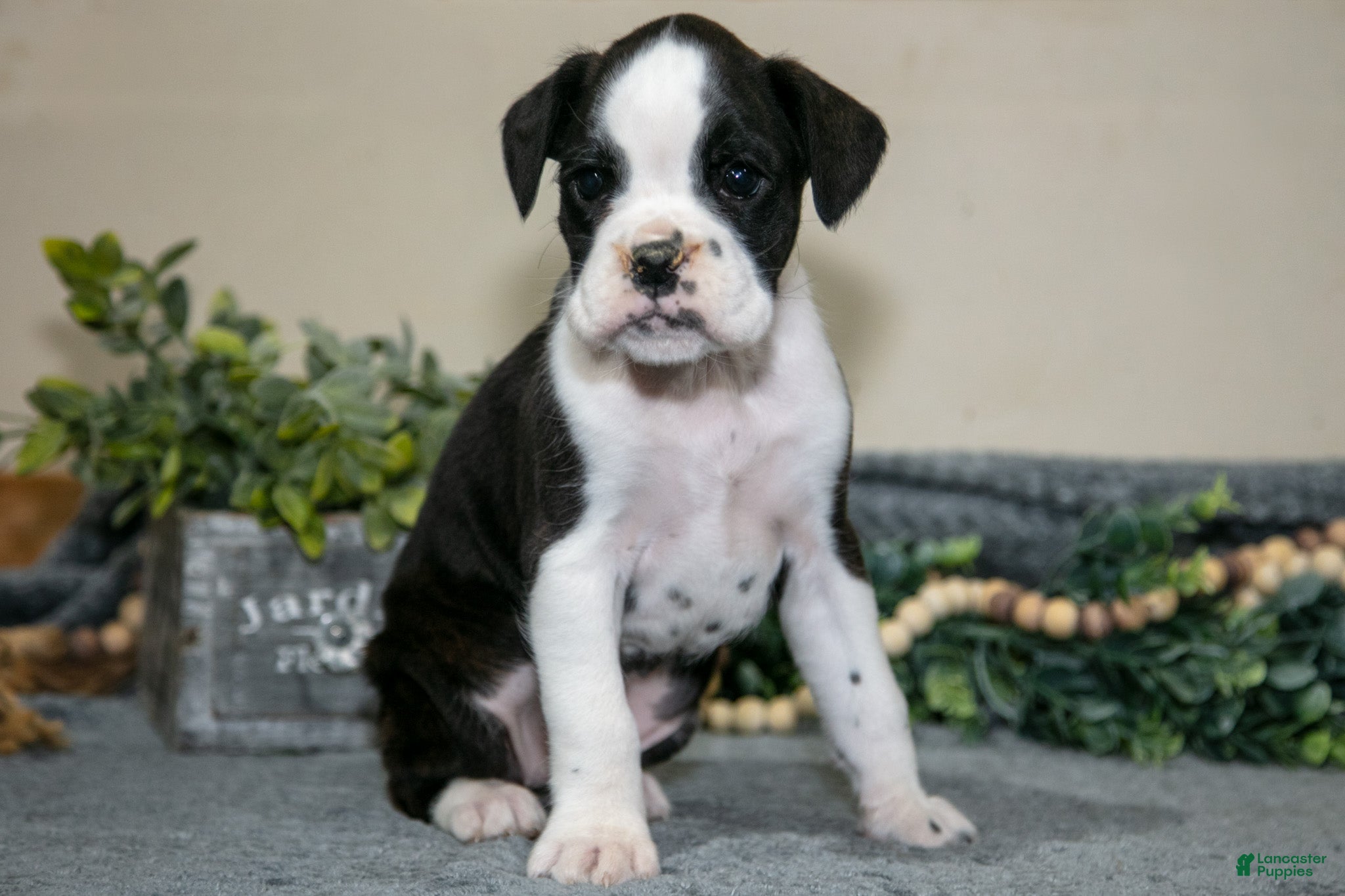 Boxer dogs Denise - Ad 38