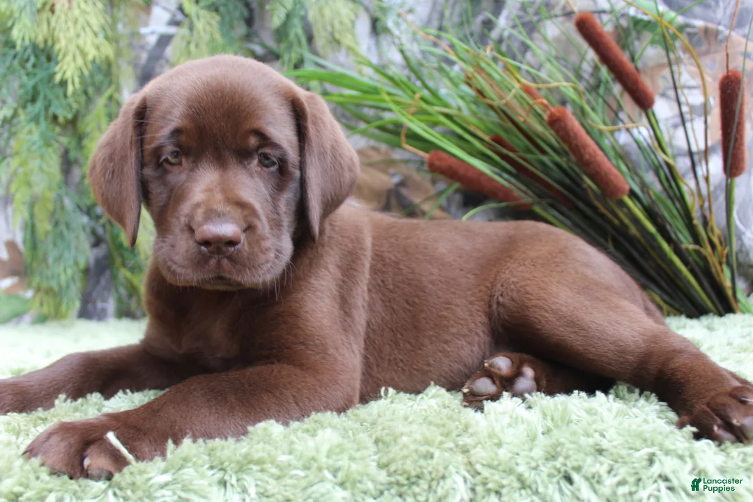 Labrador Retriever dogs for sale: Rattler - Ad 1