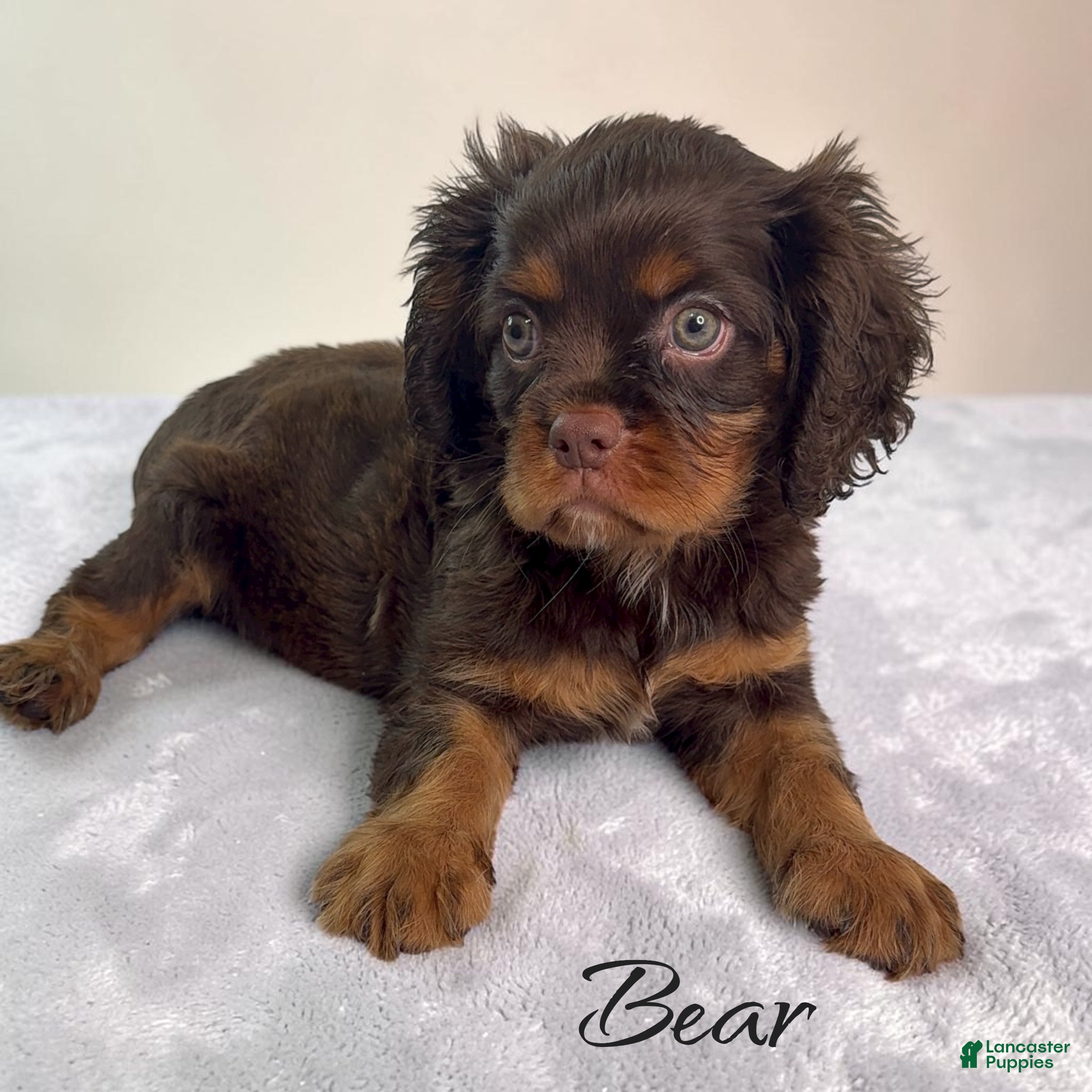 Cavalier King Charles Spaniel dogs Cavalier King Charles Spaniel 1 - Ad 1