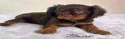 Cavalier King Charles Spaniel dogs for sale: Cavalier King Charles Spaniel 1 - Ad 1