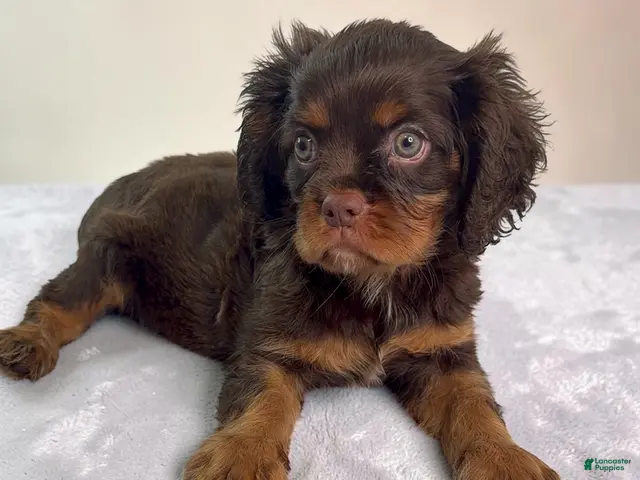 Cavalier King Charles Spaniel dogs for sale: Cavalier King Charles Spaniel 1 - Ad 1