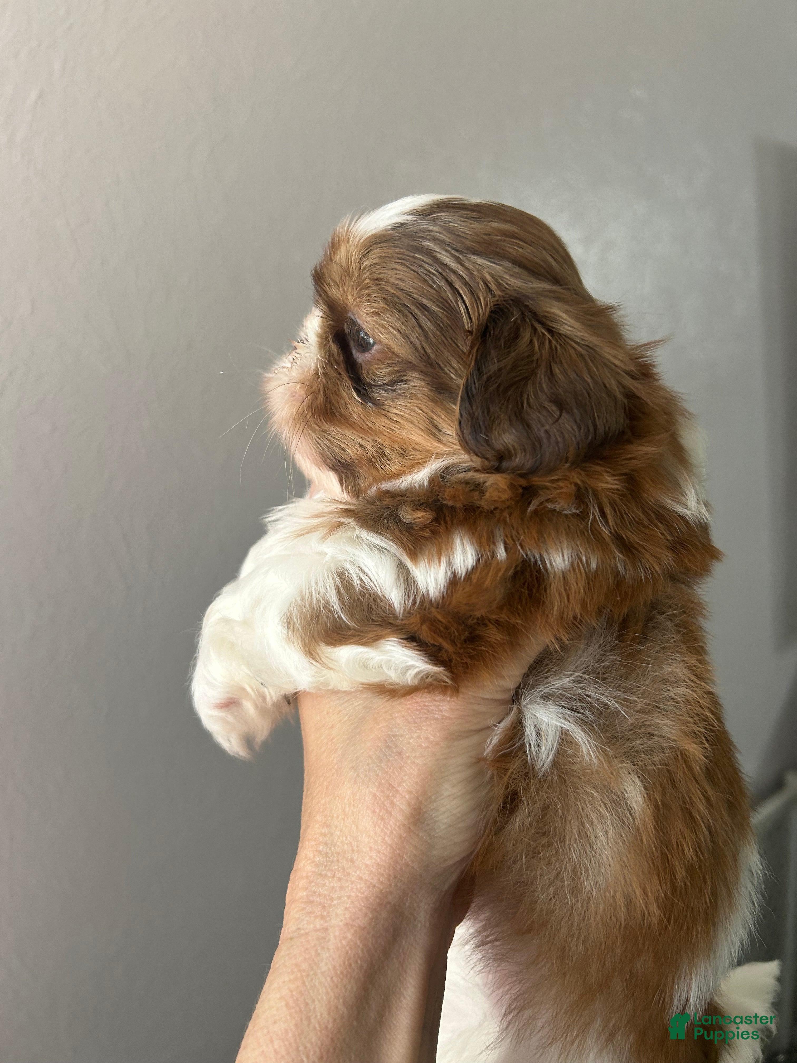 Shih Tzu dogs Shih Tzu 1 - Ad 2