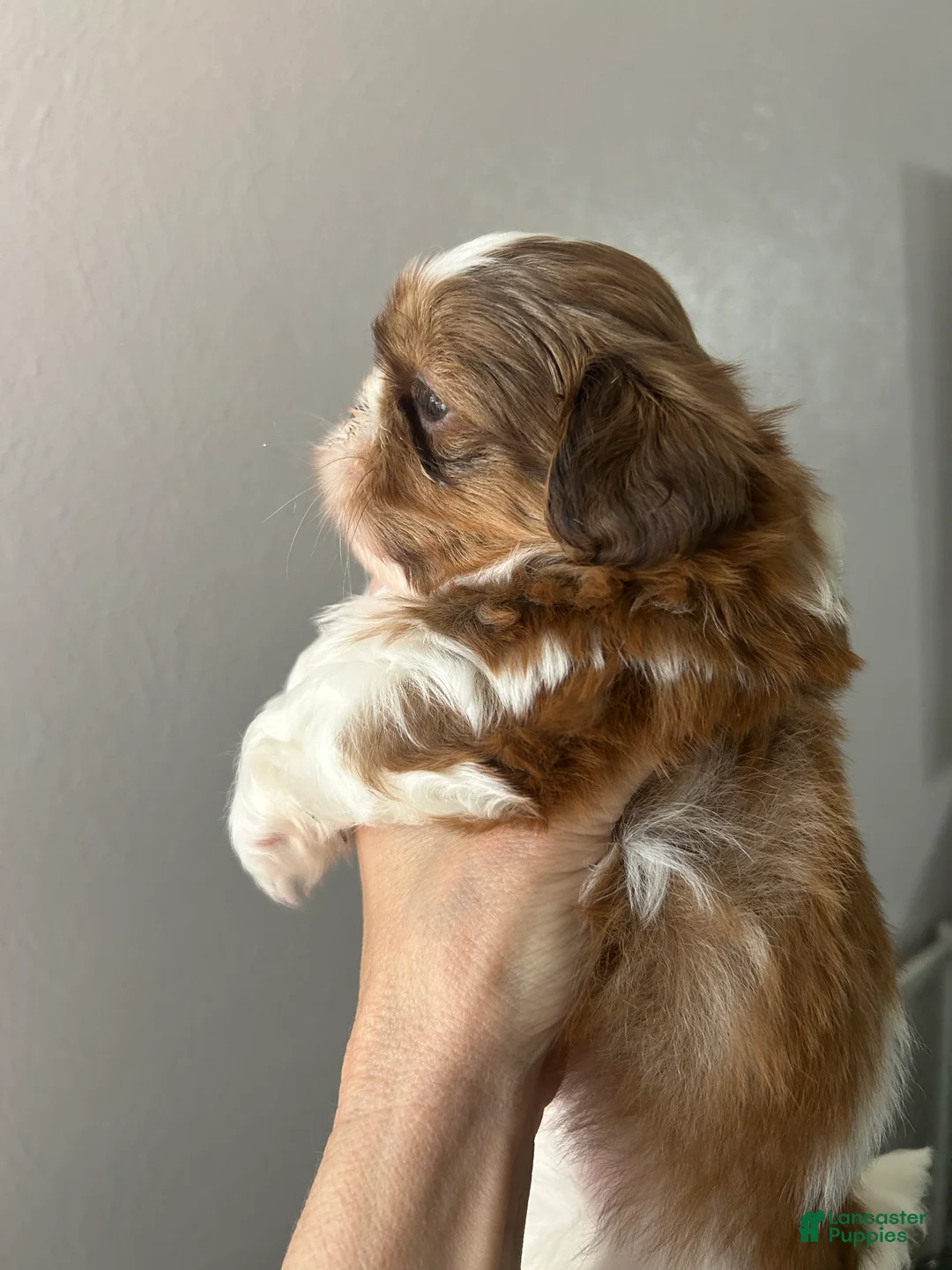 Shih Tzu dogs for sale: Shih Tzu 1 - Ad 2