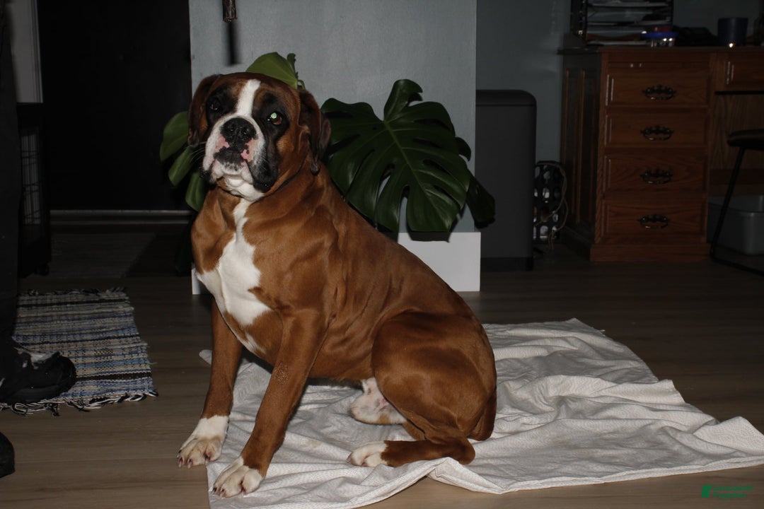 Boxer dogs for sale: Boxer Puppy 2 - Ad 8