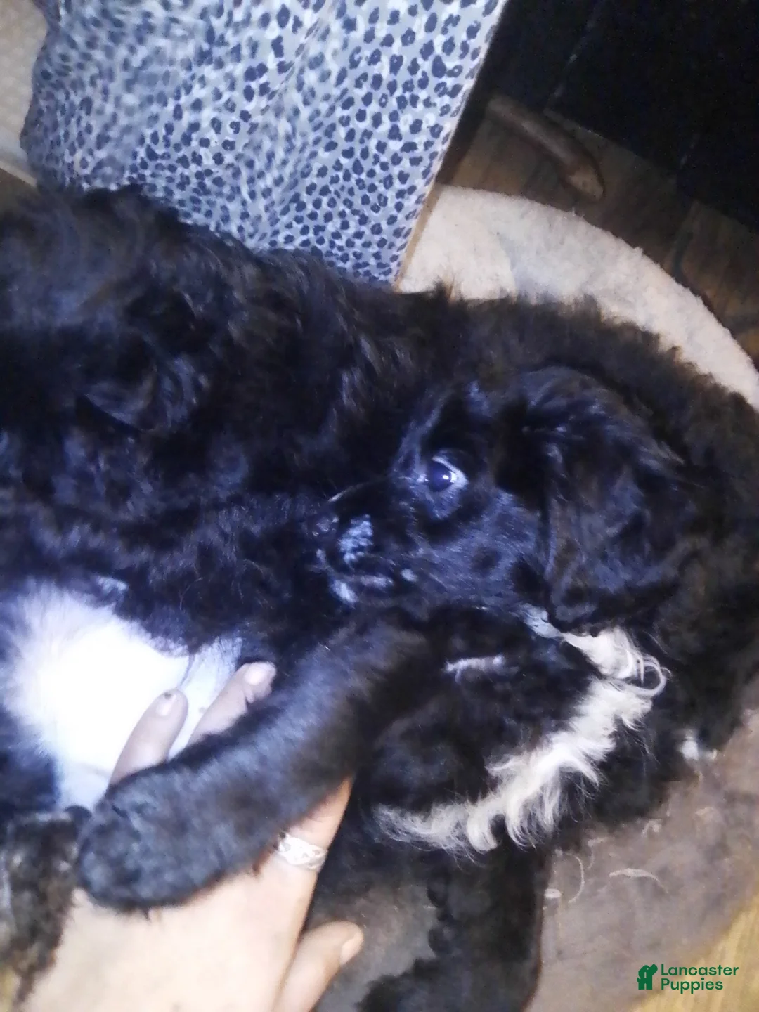 Mini Aussiedoodle dogs for sale: Mini Aussiedoodle Puppy 2 - Ad 2