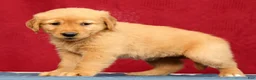 Golden Retriever dogs for sale: Genesis - Ad 7