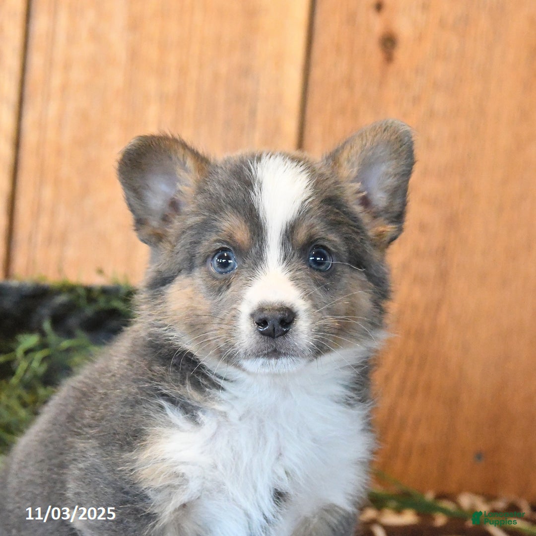 Mixed Breed dogs for sale: Noah - Ad 4