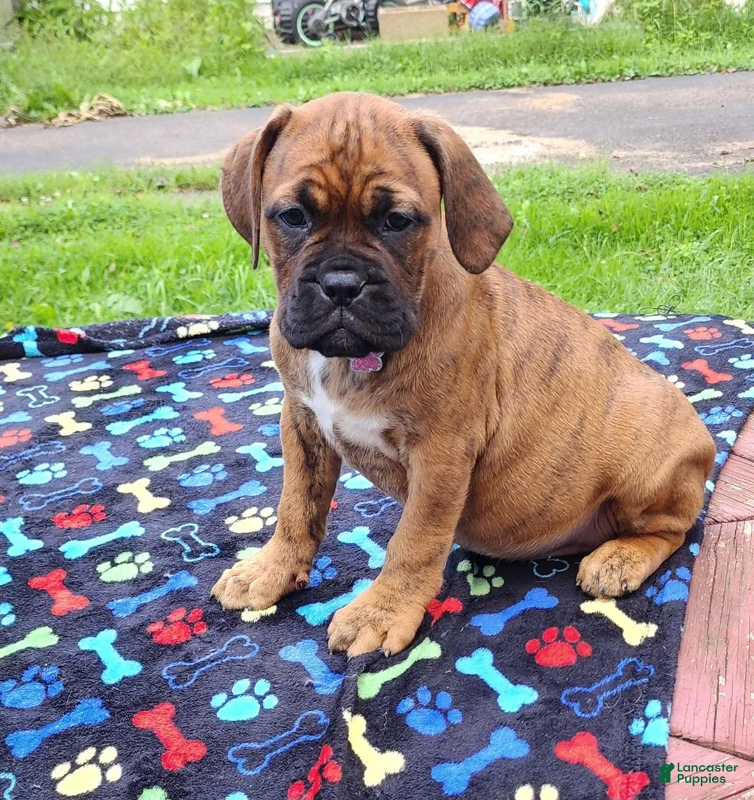 Mixed Breed dogs for sale: Zara - Ad 2