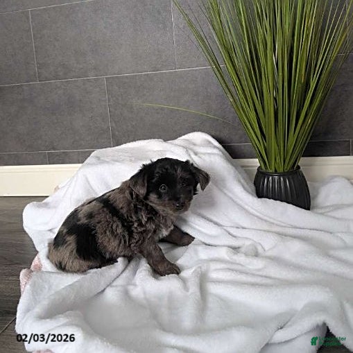 Mixed Breed dogs Nick - Ad 5