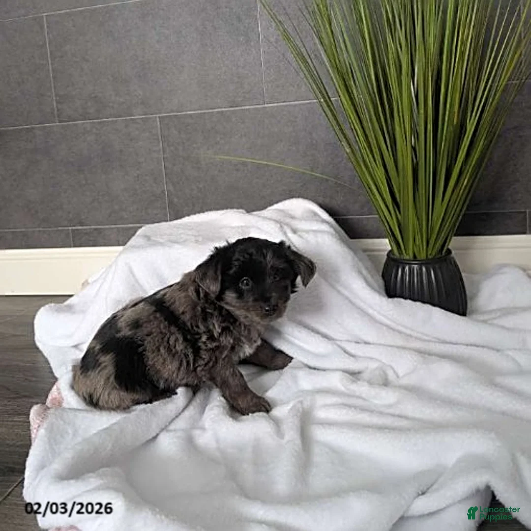 Mixed Breed dogs for sale: Nick - Ad 1