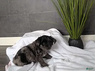 Mixed Breed dogs Nick - Ad 5