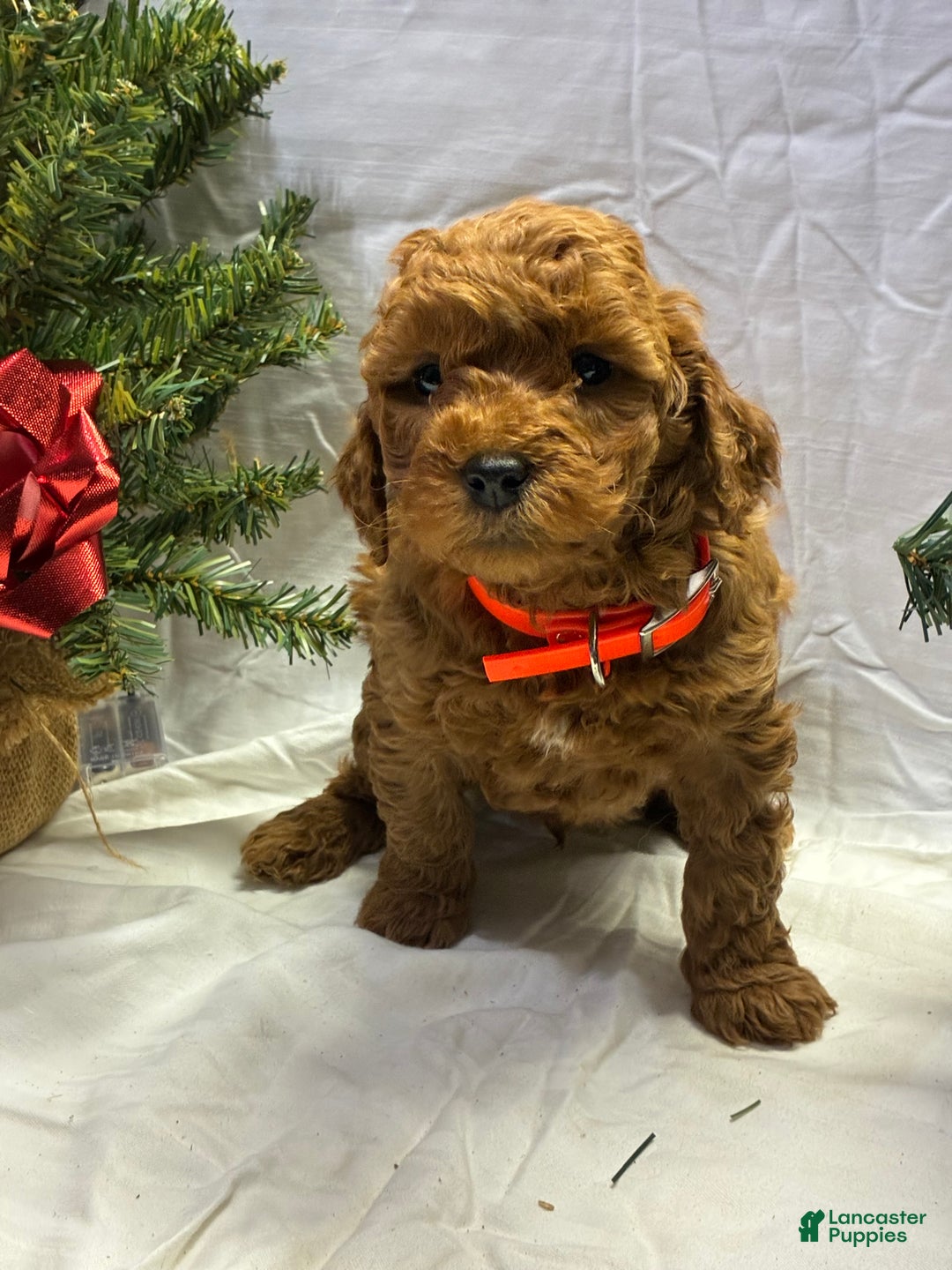 Mini Goldendoodle dogs for sale: Frosty - Ad 1