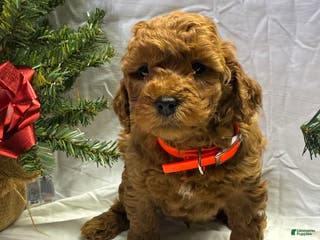 Mini Goldendoodle dogs Frosty - Ad 36