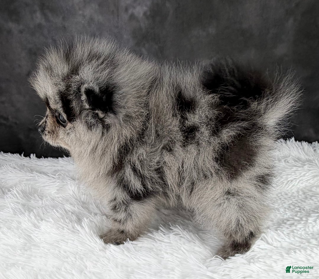 Pomeranian dogs for sale: Bow AKC - Ad 7