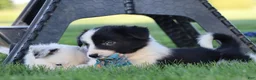 Border Collie dogs for sale: Waylon - Ad 8
