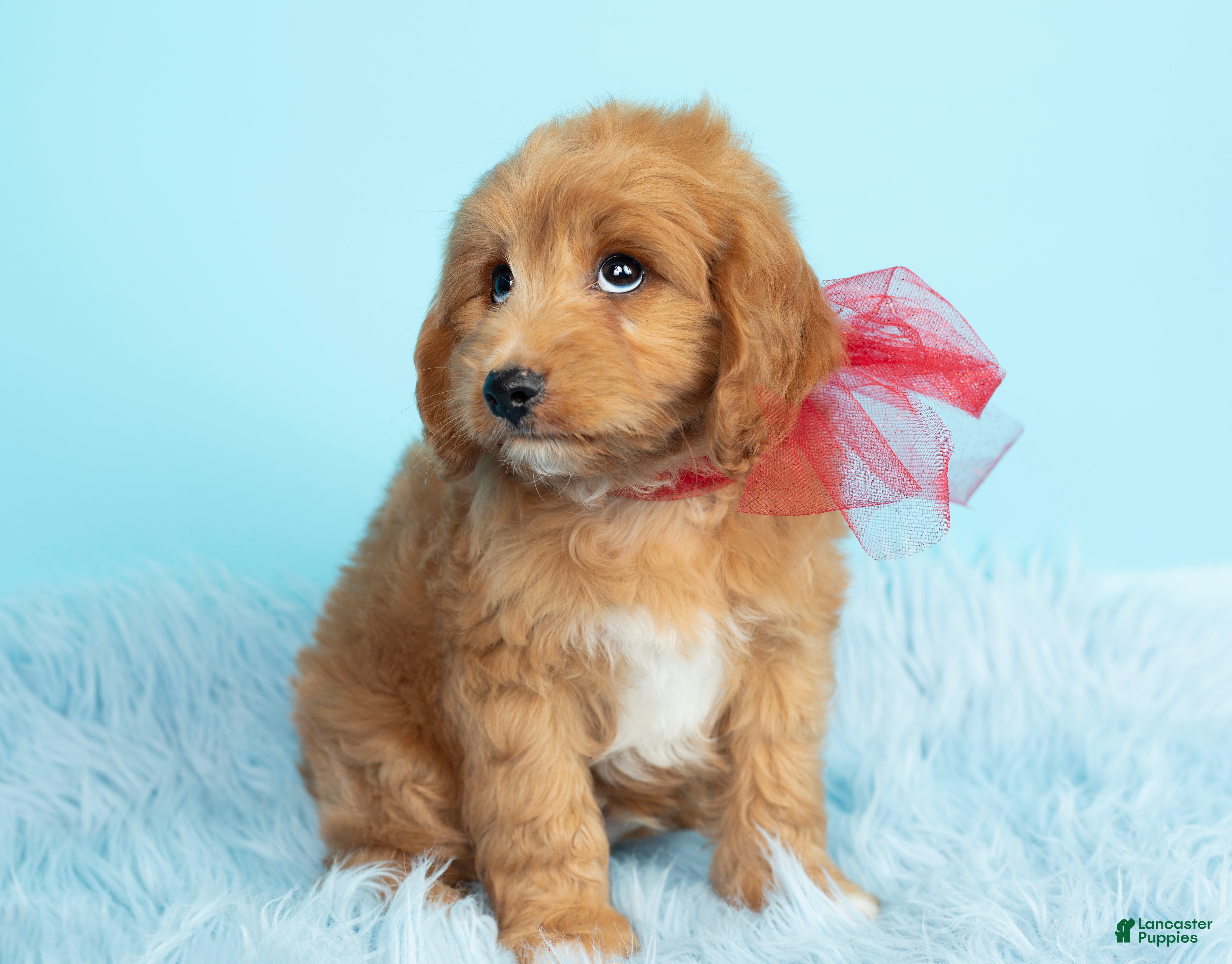 Maltipoo dogs Chewie - Ad 1