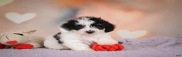 Maltipoo dogs for sale: Benji - Ad 6