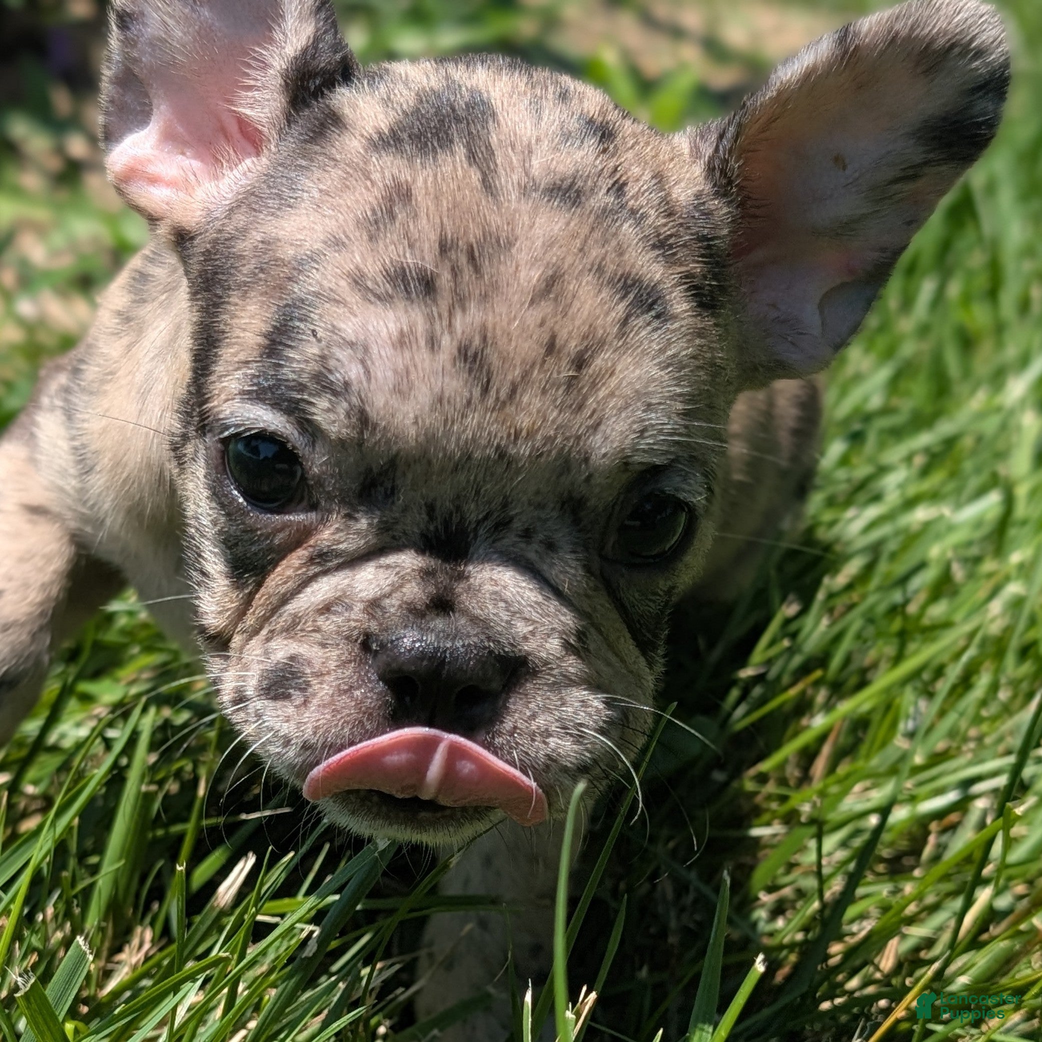 French Bulldog dogs French Dressing - Ad 2