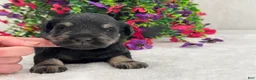 Miniature Schnauzer dogs for sale: Mae Male 2 - Ad 3