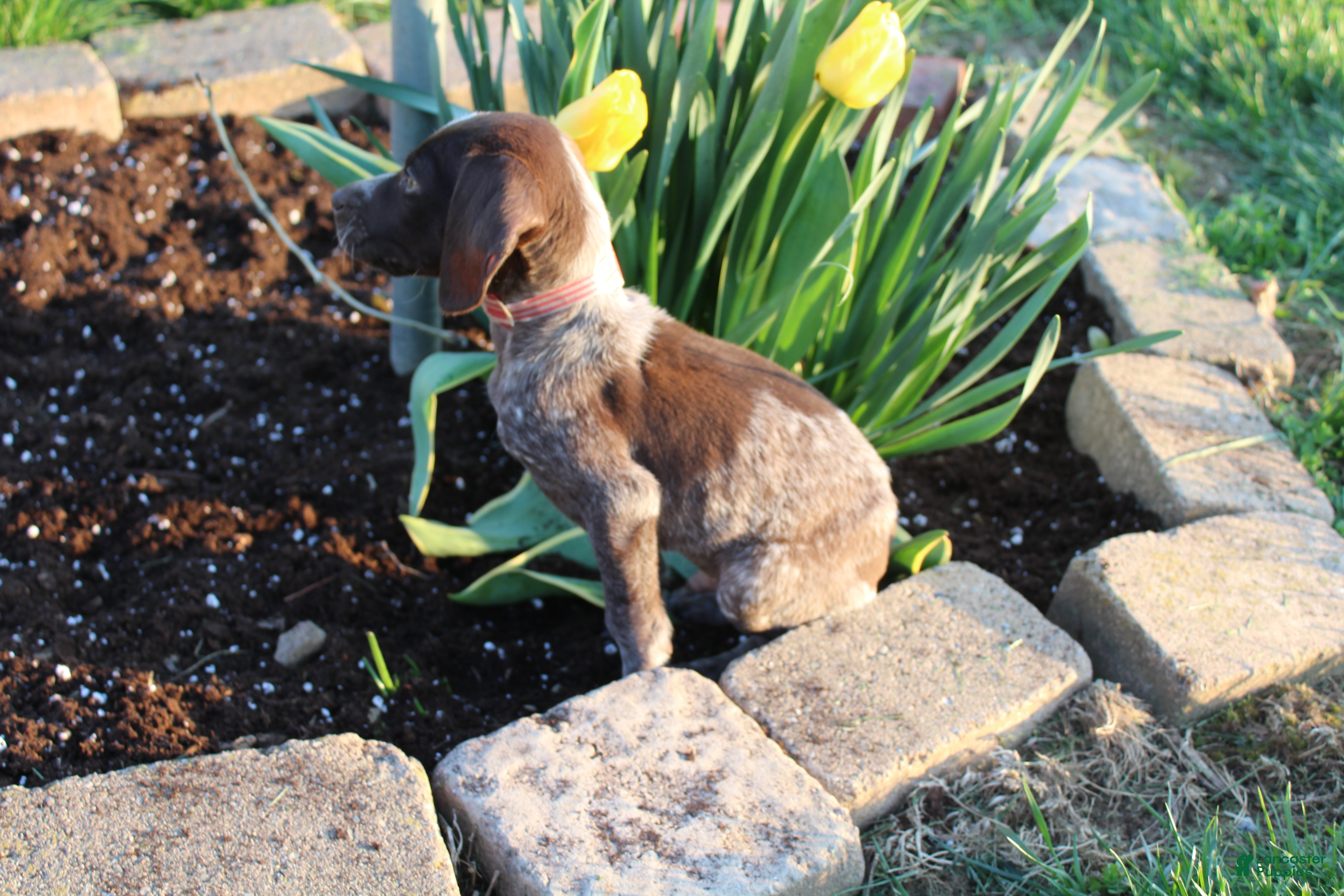 German Shorthaired Pointer dogs Winchester  - Ad 2
