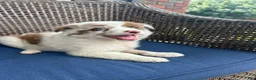 Australian Shepherd dogs for sale: Pearl - Ad 3