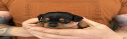 Chiweenie dogs for sale: Lyla - Ad 6