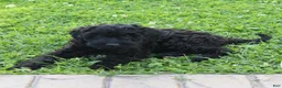 Mini Goldendoodle dogs for sale: Flora - Ad 4