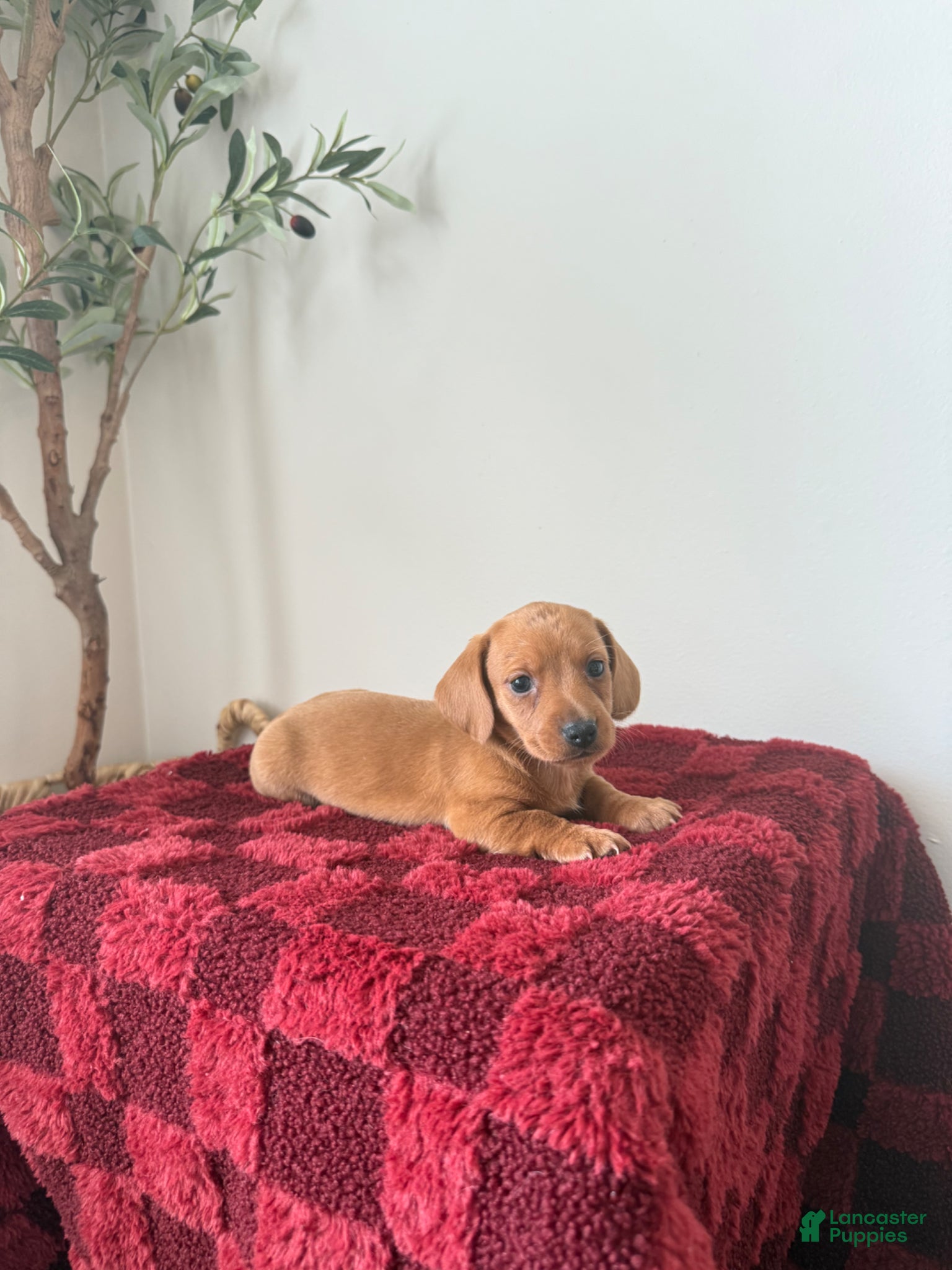 Miniature Dachshund dogs for sale: Steve  - Ad 3