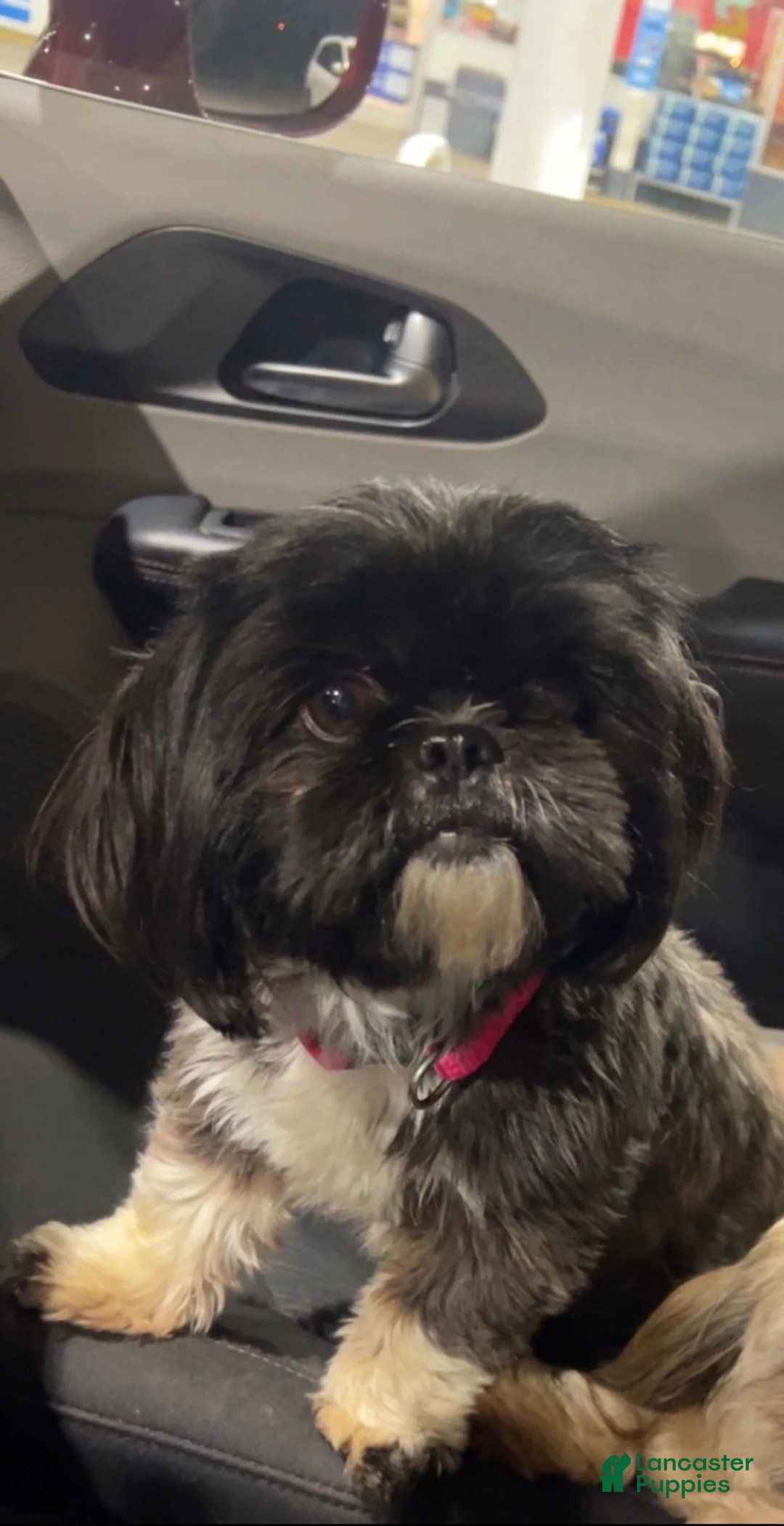 Shih Tzu dogs for sale: Meredith  - Ad 12