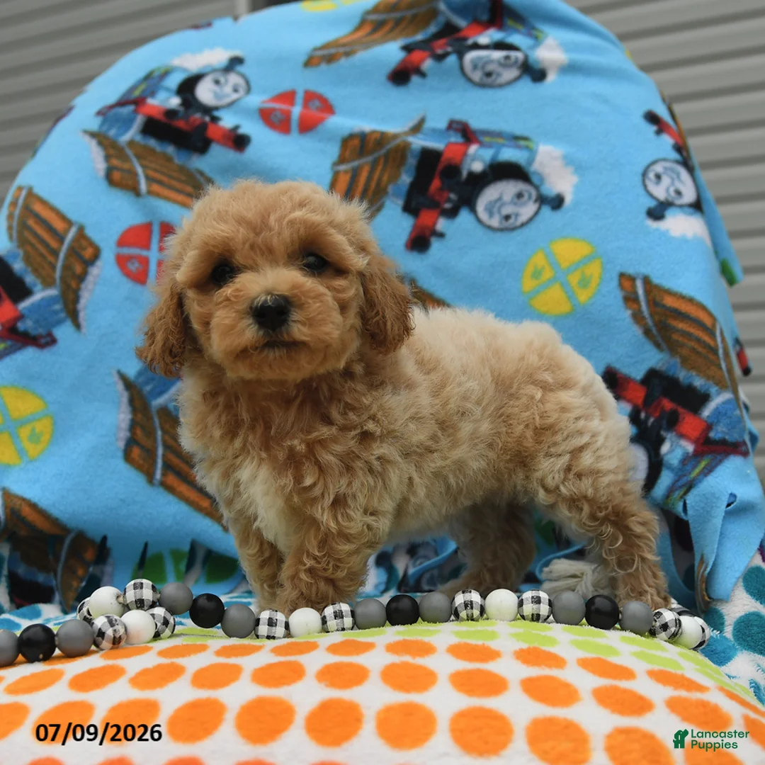 Bichpoo dogs for sale: Curly - Ad 2