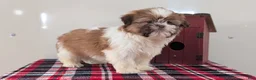 Shih Tzu dogs for sale: Captain - Ad 6