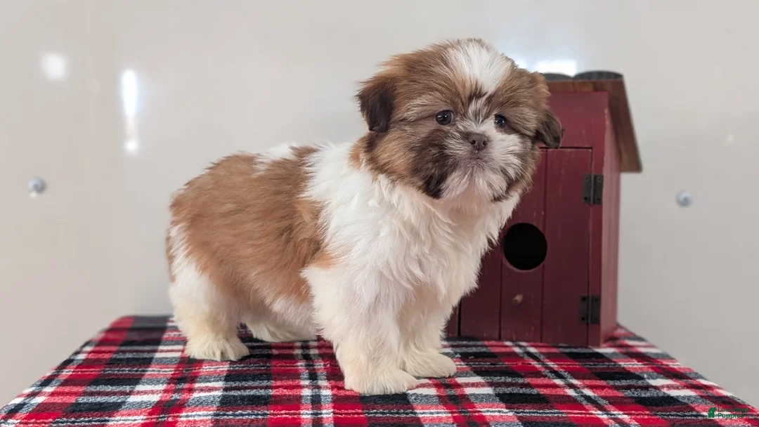 Shih Tzu dogs for sale: Captain - Ad 6