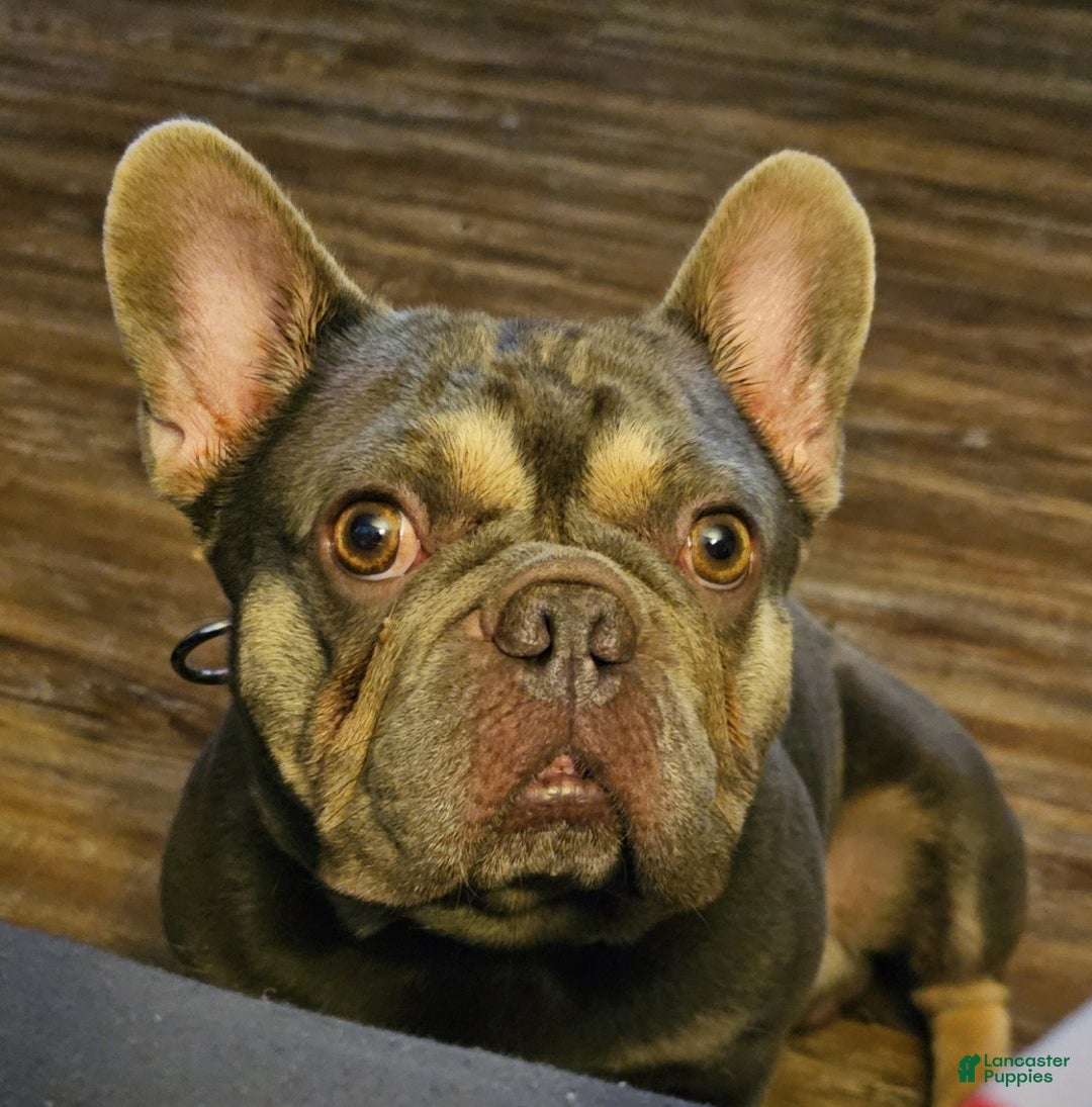 French Bulldog dogs for sale: Leeroi - Ad 1