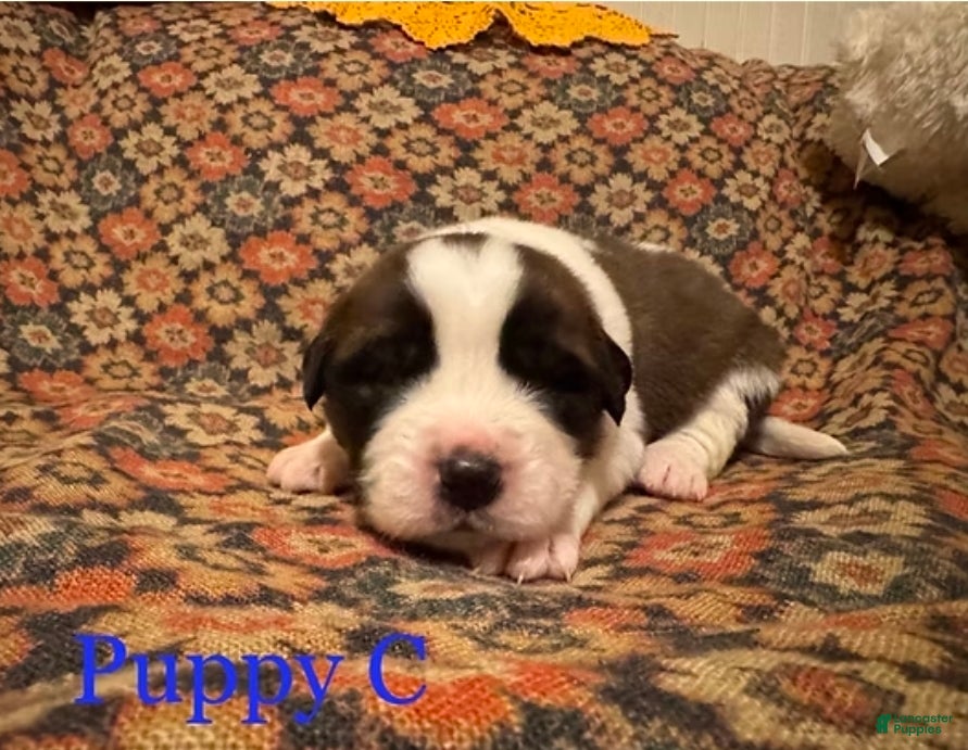 Saint Bernard dogs Saint Bernard Puppy 1 - Ad 10