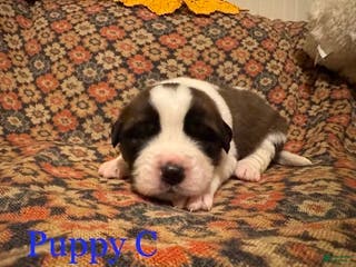 Saint Bernard dogs Saint Bernard Puppy 1 - Ad 10
