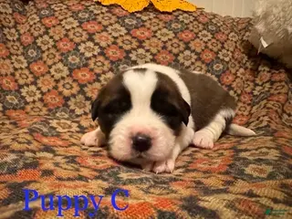 Saint Bernard dogs Saint Bernard Puppy 1 - Ad 17